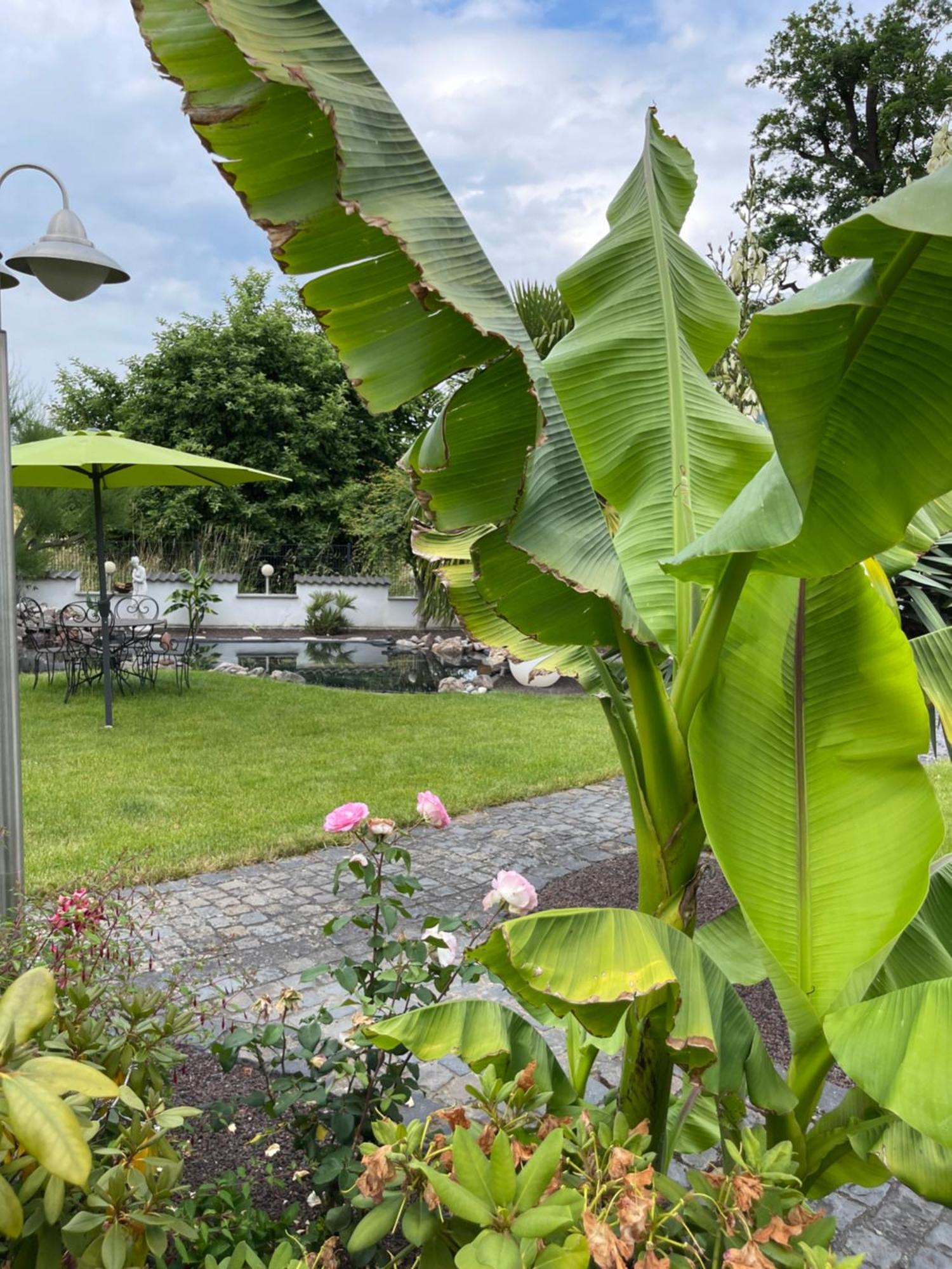 Ferienwohnung Am Pferdemarkt Konz Exteriér fotografie
